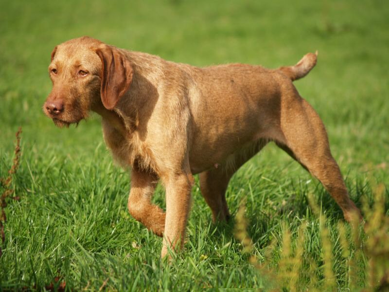 Wirehaired Vizsla Breed Guide - Learn about the Wirehaired 