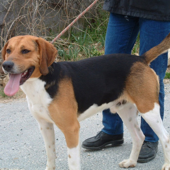 Beagle-Harrier Breed Guide - Learn about the Beagle-Harrier.