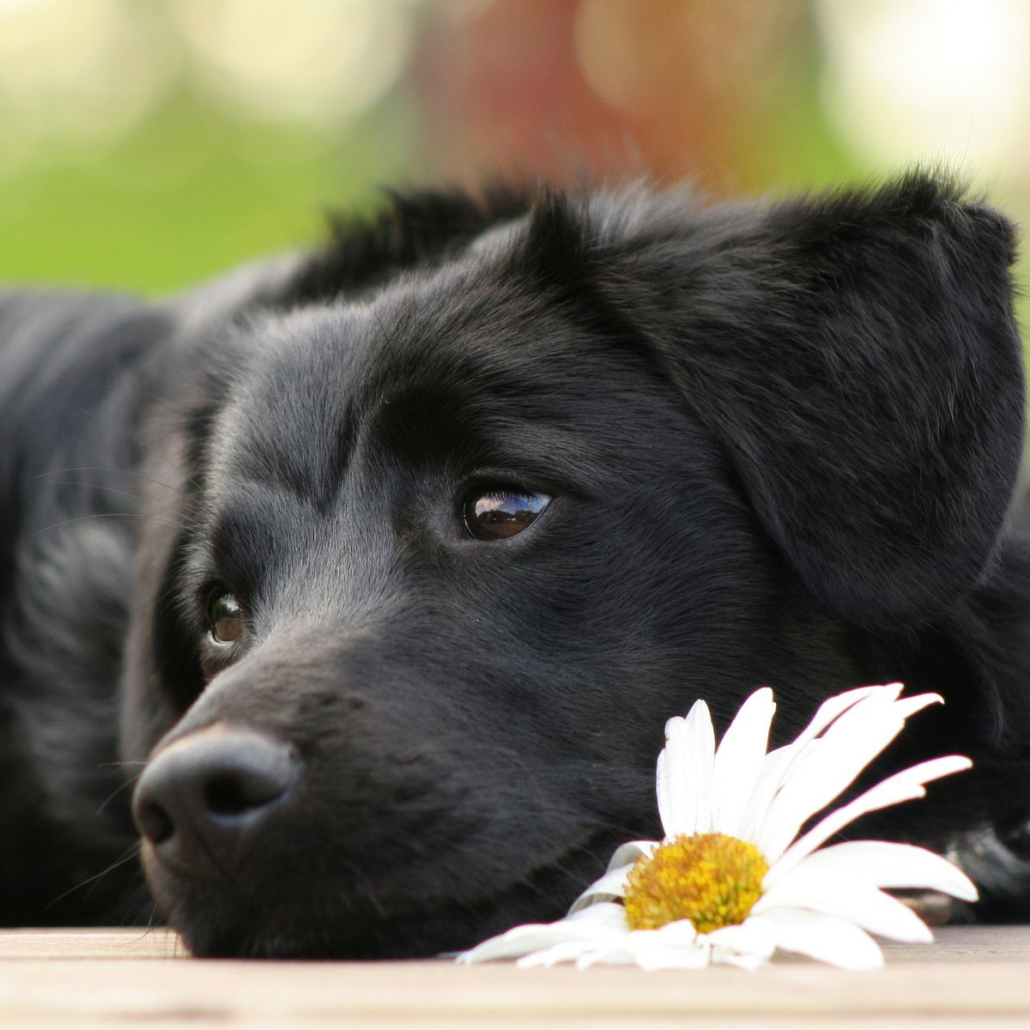 Image result for black shepherd dog