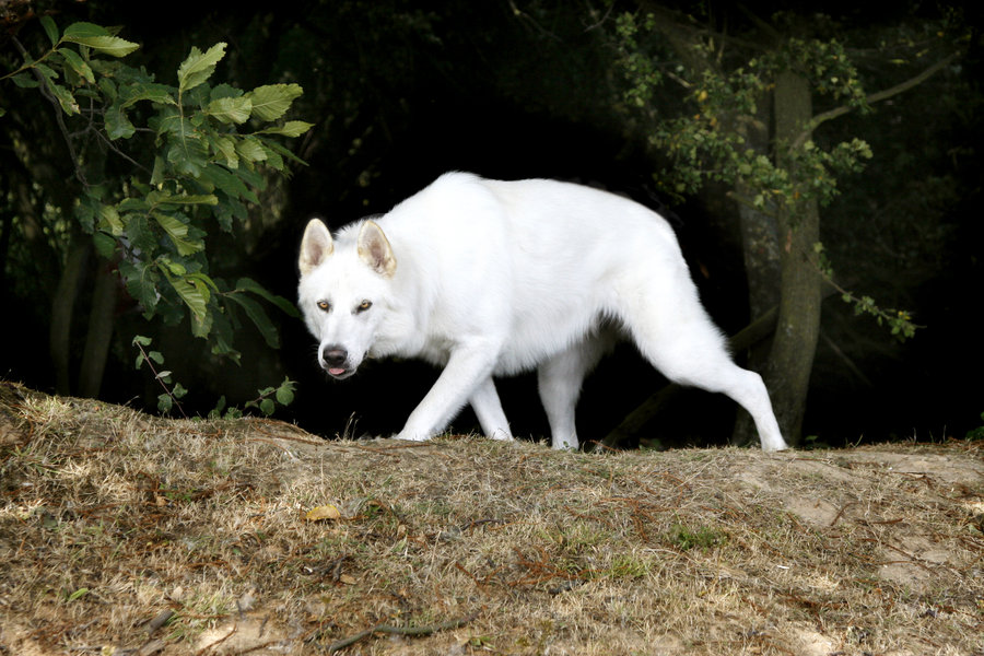 Northern Inuit Dog Breed Guide - Learn about the Northern Inuit Dog.