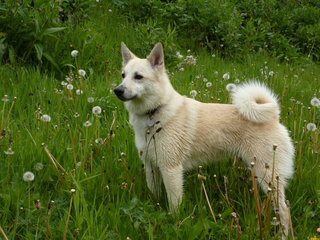 The Norsk Buhund: A Unique Dog Breed 2 Highlights About Norsk Buhund