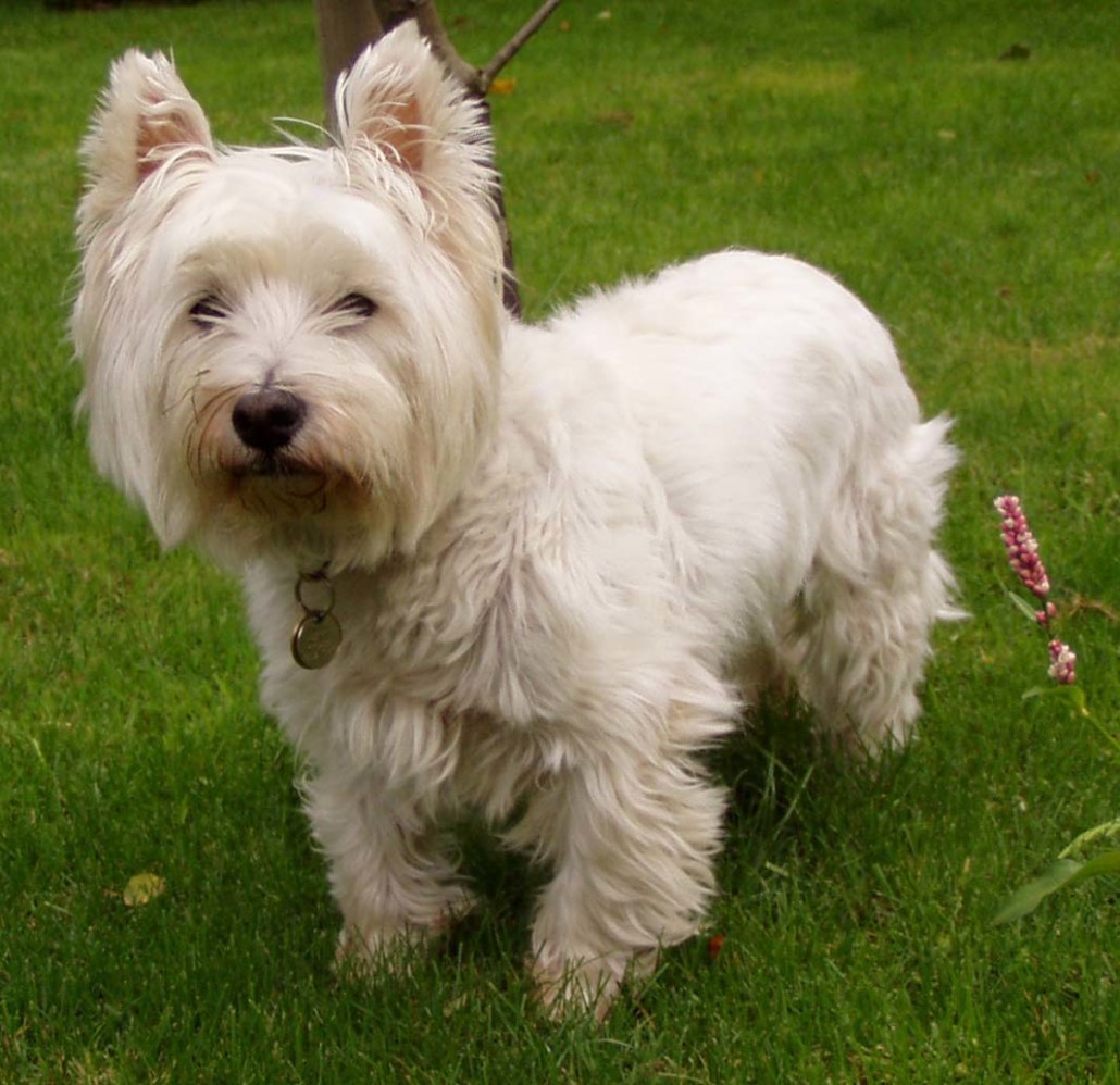 West Highland White Terrier Breed Guide - Learn about the ...