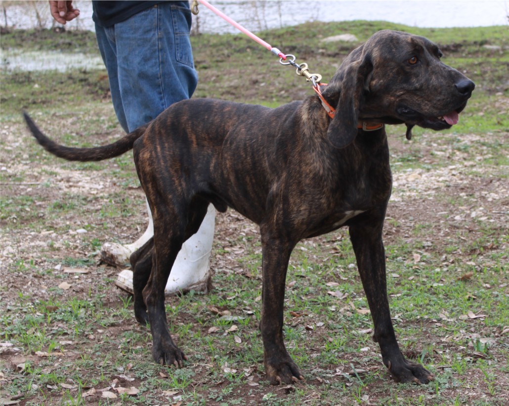 Plott Hound Breed Guide Learn about the Plott Hound.