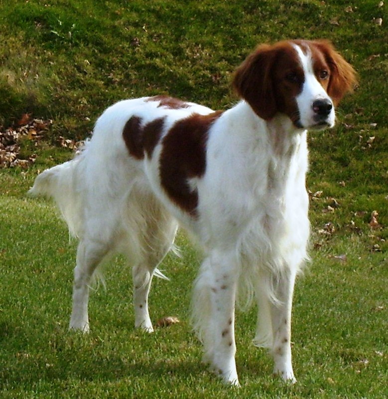 Irish Red and White Setter Breed Guide - Learn about the ...