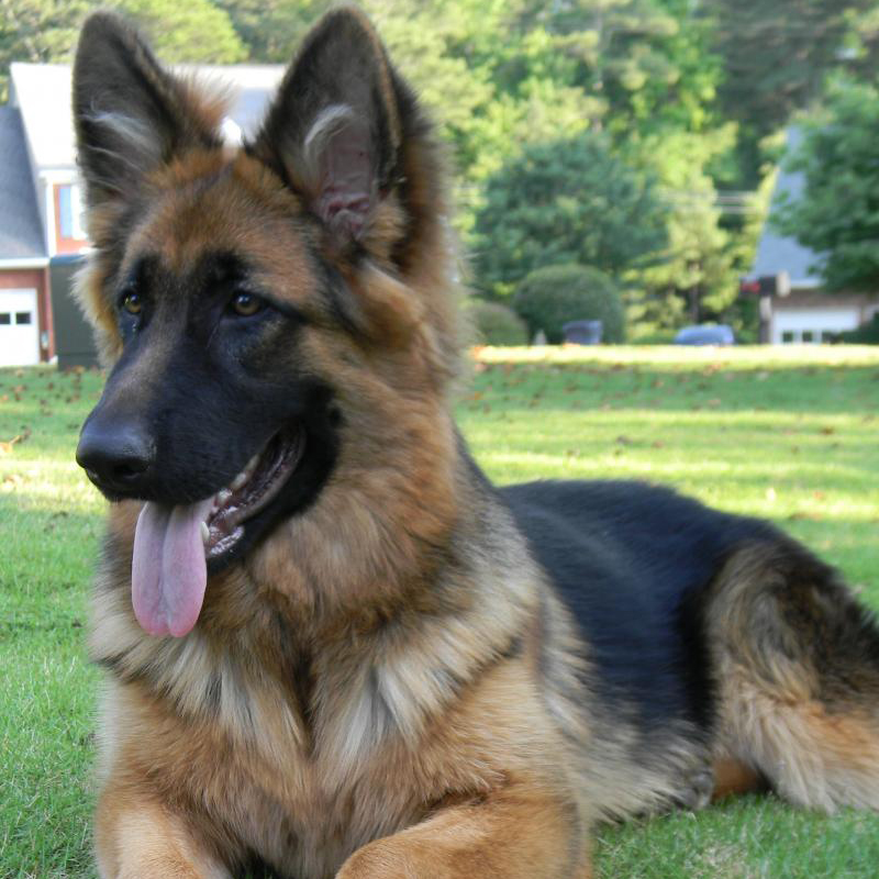 Top 100+ Images pictures of a king shepherd Excellent