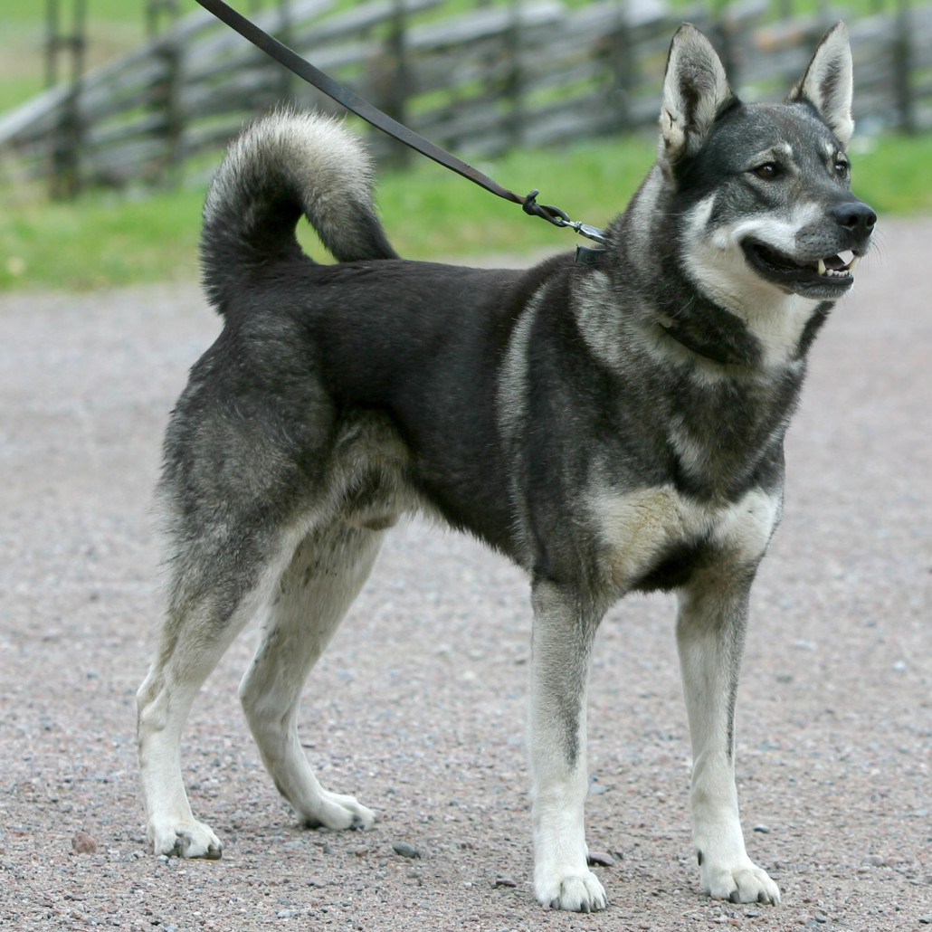 sejr Rejse Ingen GoPro Equipped, Woods Wandering, Swedish Elkhound Meets His End To Wolves -  24hourcampfire