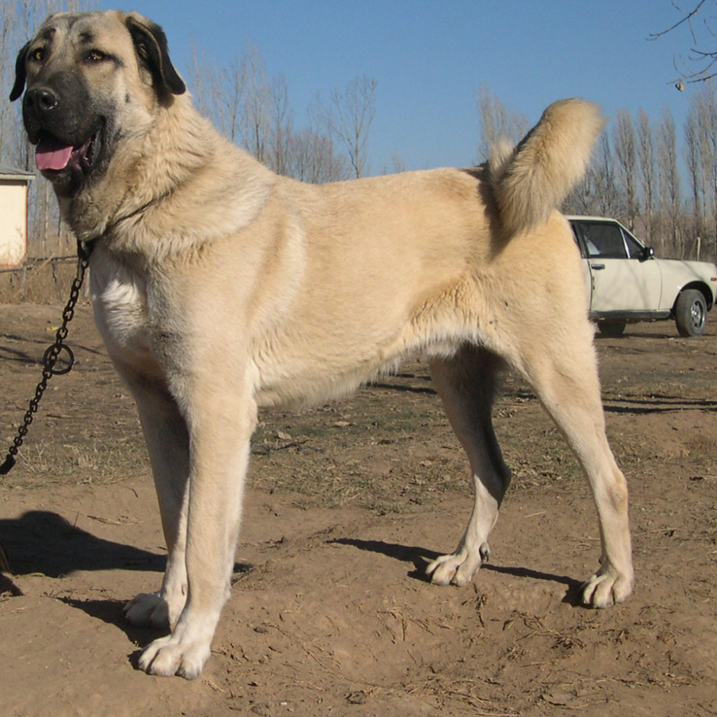 Kangal Kangal