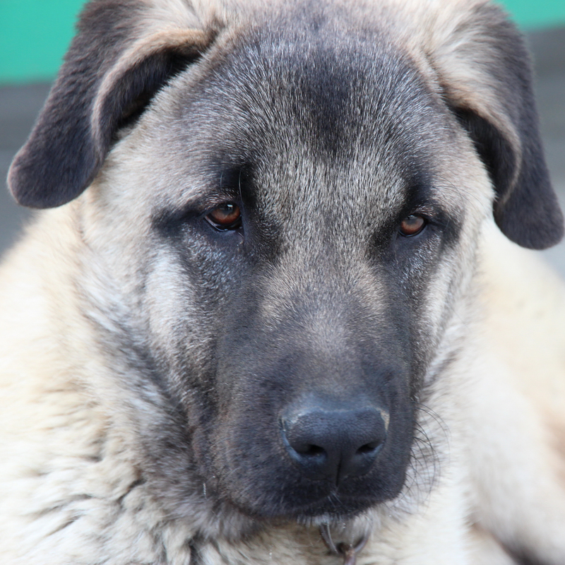 Kangal çiftleşmesi