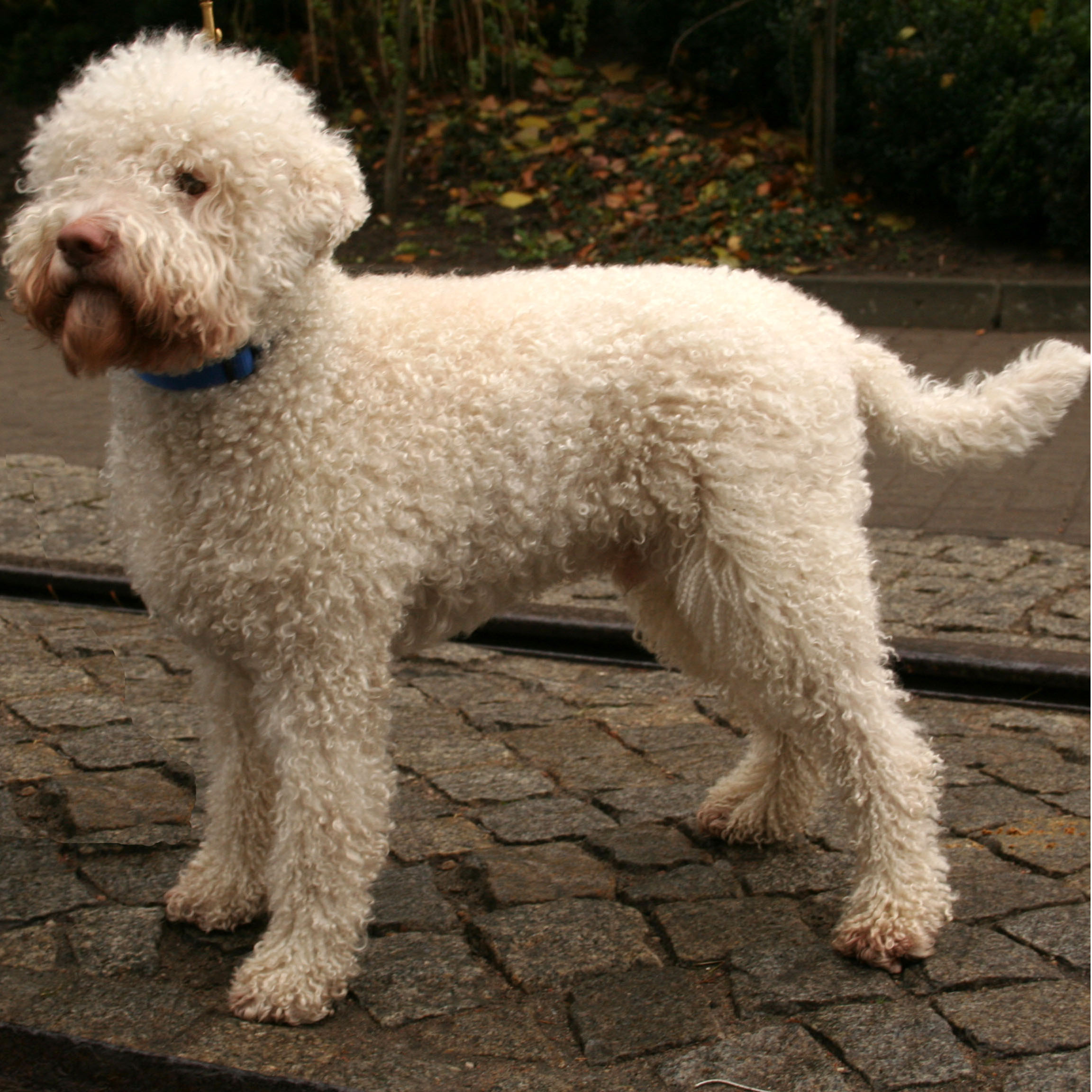 The Lagotto Romagnolo Dog - Pet Paw