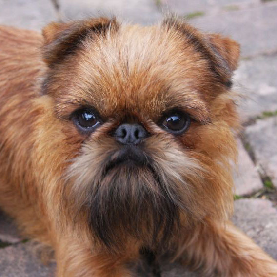 Griffon Bruxellois Breed Guide Learn About The Griffon Bruxellois 