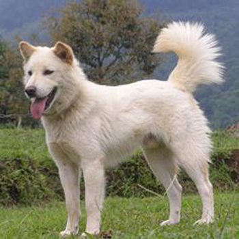 Indian Spitz Breed Guide - Learn about the Indian Spitz.