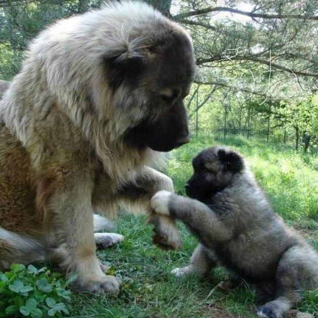 Sarplaninac-mommy-and-puppy.jpg