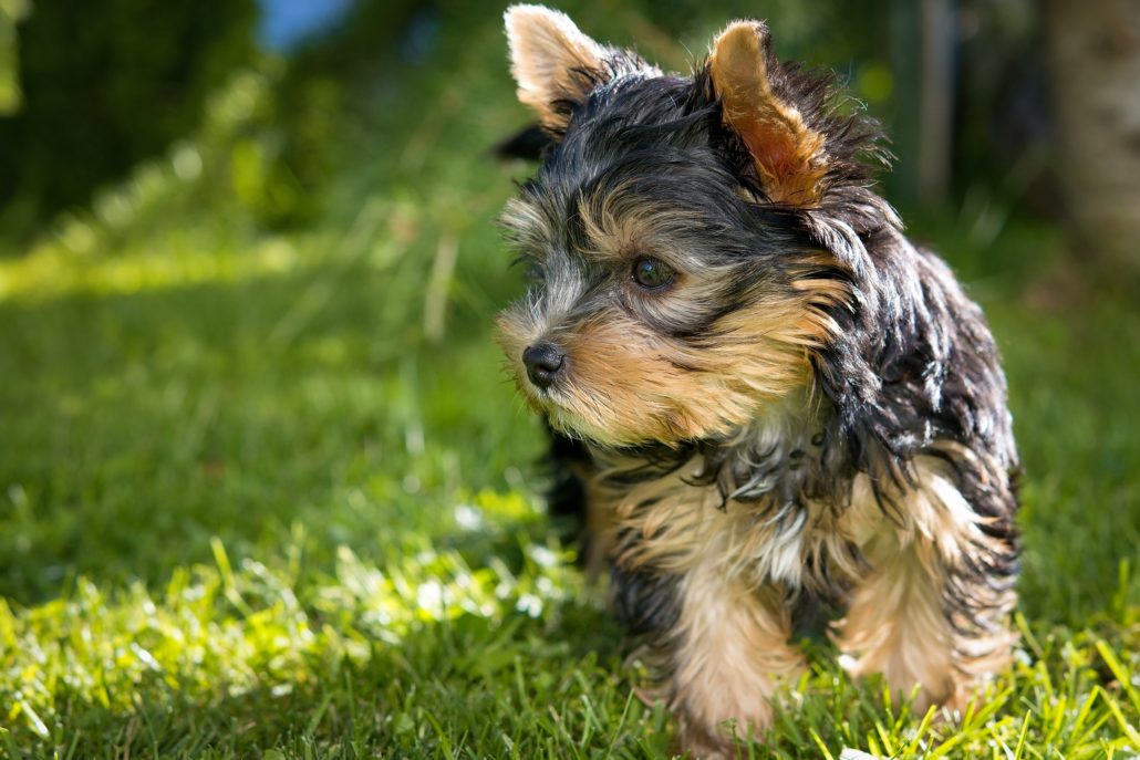 Adorable Yorkshire Terrier