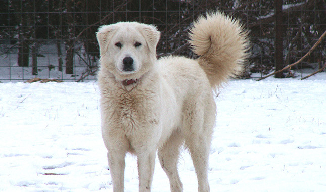 Akbash wants play - Pet Paw