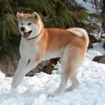 Akita Inu