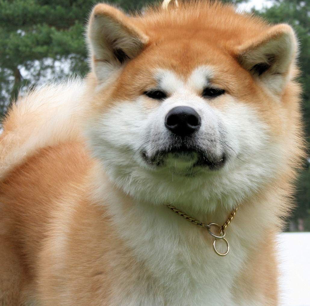 akita