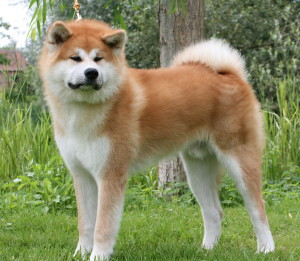 Akita Inu wants to take a rest