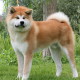 Akita Inu wants to take a rest