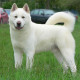 Akita Inu wants play ball