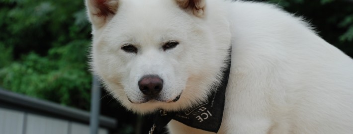 Akita Inu is hungry