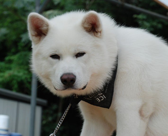 Akita Inu is hungry