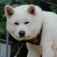 Akita Inu is hungry