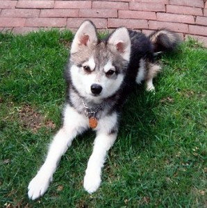 Alaskan Klee Kai