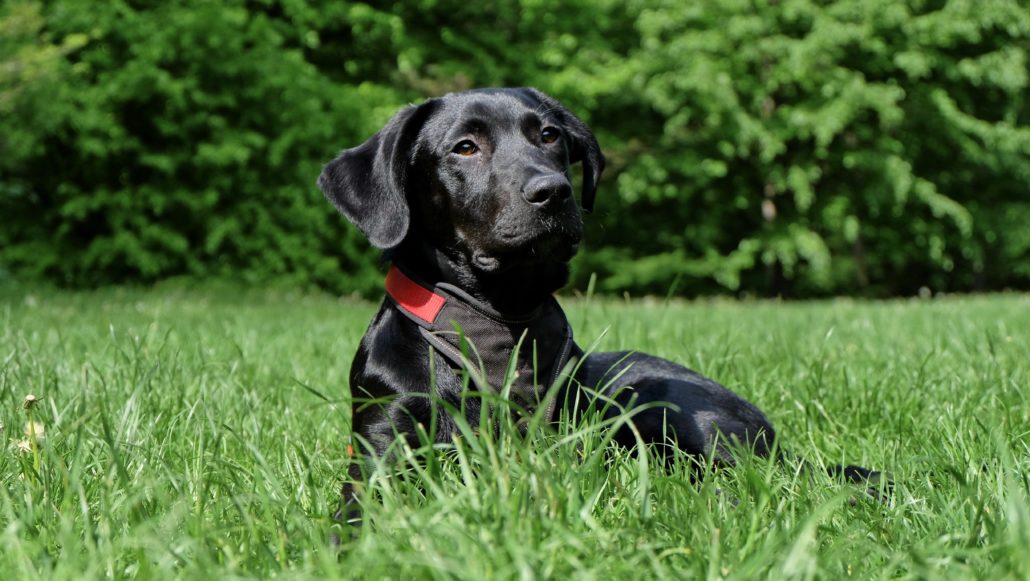 Black labrador sitting in grass