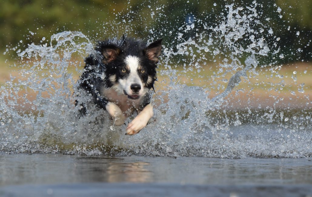 Border Collie running through water