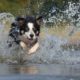 Border Collie running through water