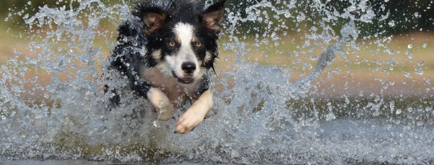 Border Collie running through water