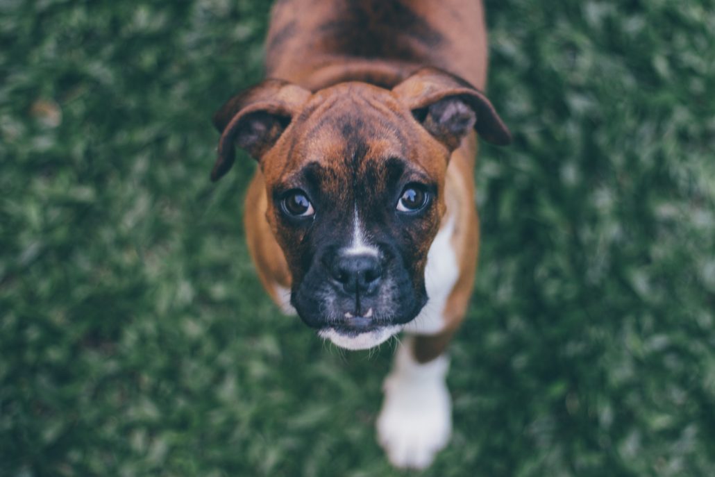Boxer pup looking at camera