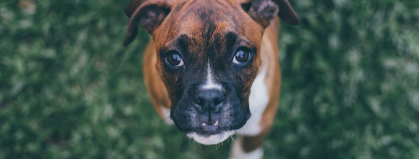 Boxer pup looking at camera