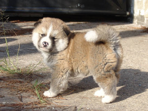 Akita Inu Playfully Looking