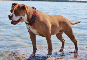 Alapaha Blue Blood Bulldog is playing on the sea