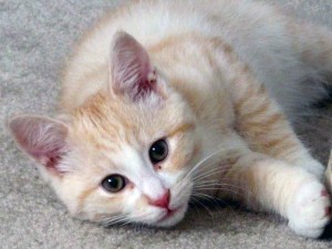 Cat - Hair Everywhere