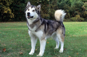 Alaskan Malamute is running down into the street.