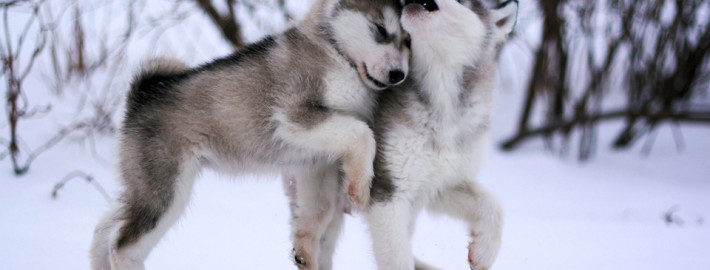 Alaskan Malamute is being sweet with each other
