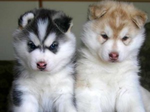 Alaskan Malamute is staring at their food.