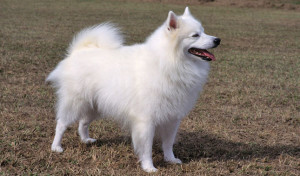 American Eskimo Dog is looking on something
