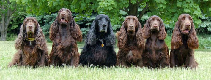 American Water Spaniel Stayed in Line