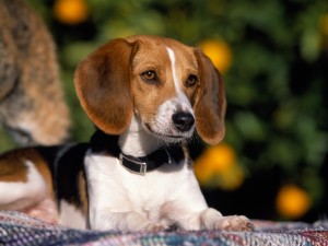 American Foxhound is being alert