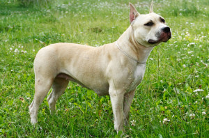 American Staffordshire Terrier is adorably catching his treat