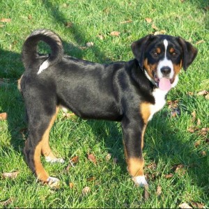 Appenzeller Sennenhund