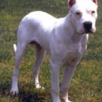 Argentine Dogo