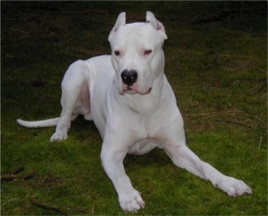 Argentine Dogo waiting for his food