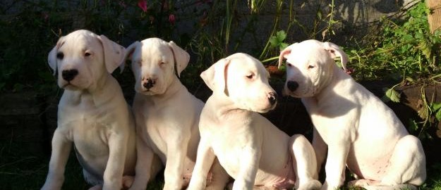 Argentine Dogo is standing in line