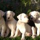 Argentine Dogo is standing in line