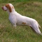 Ariege Pointer