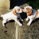 Ariege Pointer is playing with his sibling